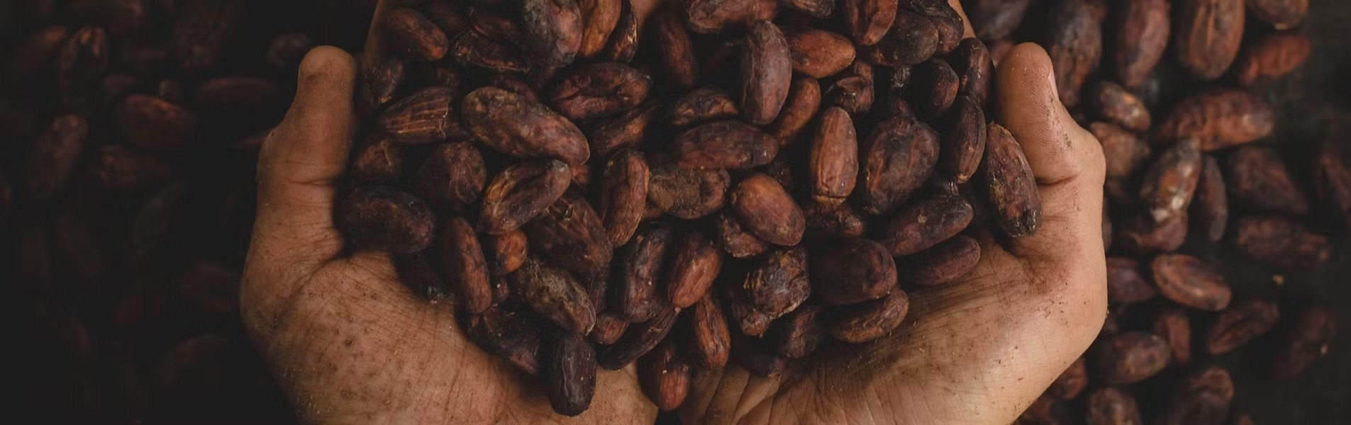 El Cacaocultor es lo Primero