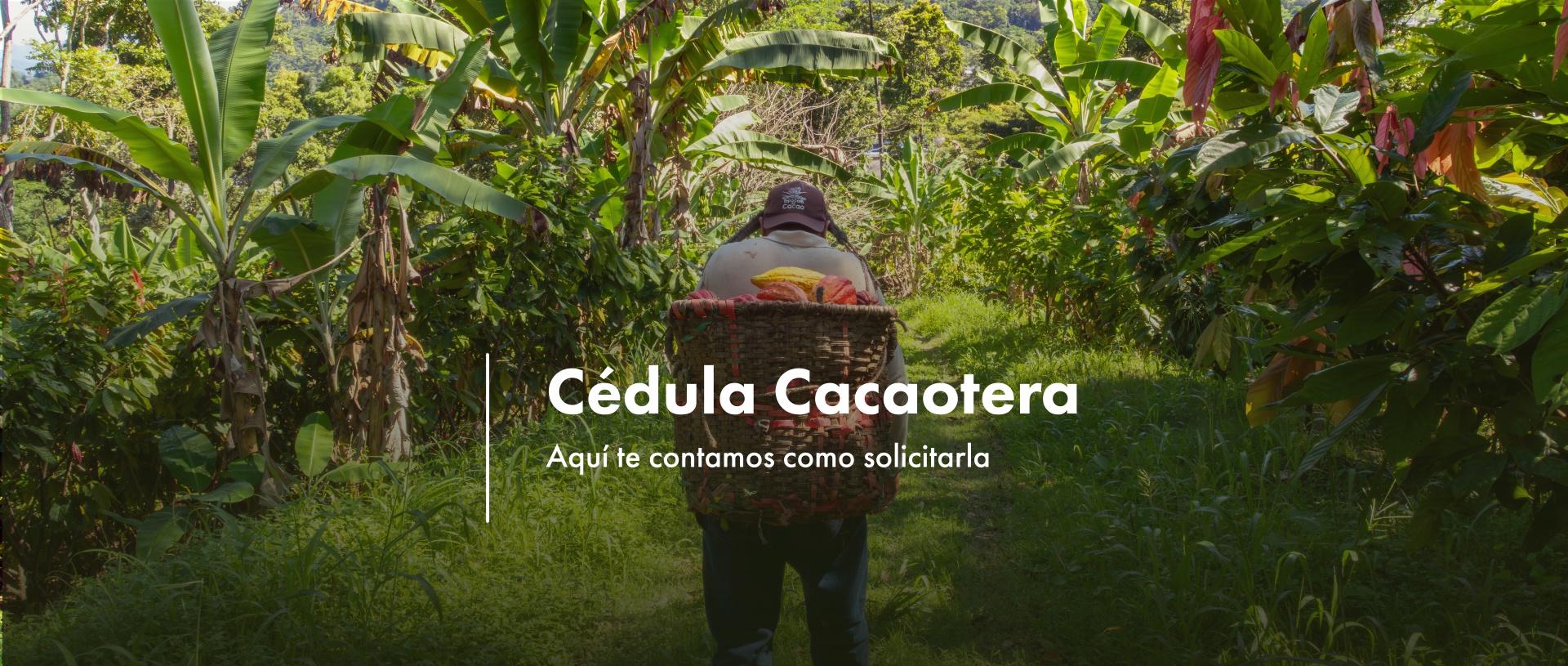 Cédula Cacaotera - Aquí te contamos como solicitarla