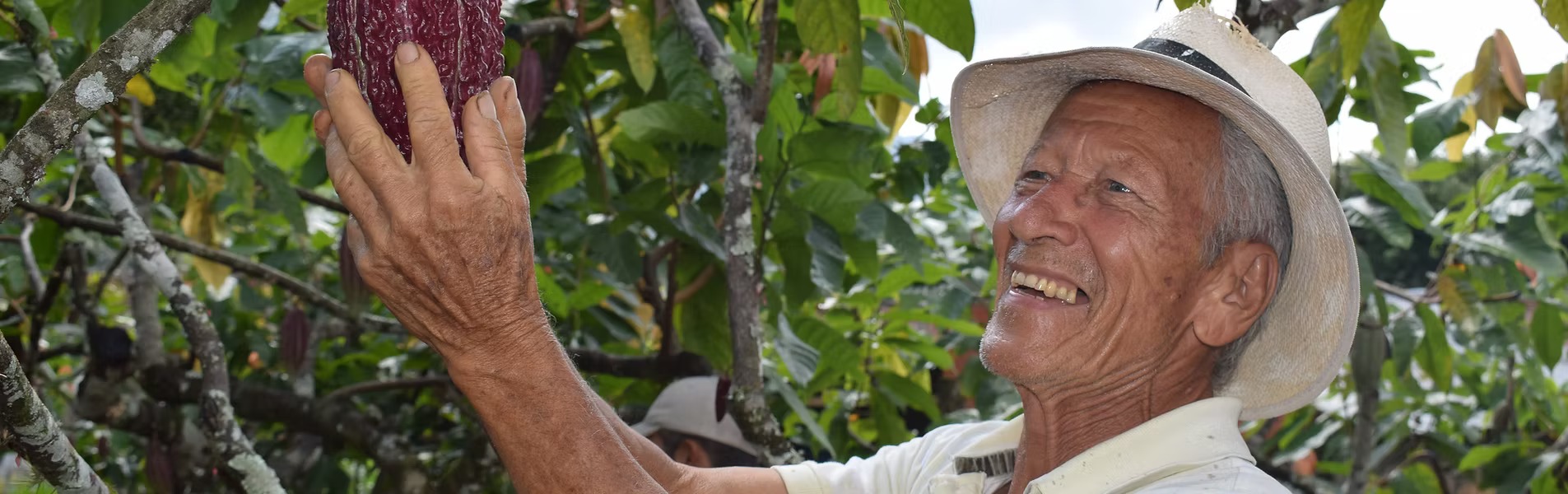 Cédula Cacaotera - Aquí te contamos como solicitarla