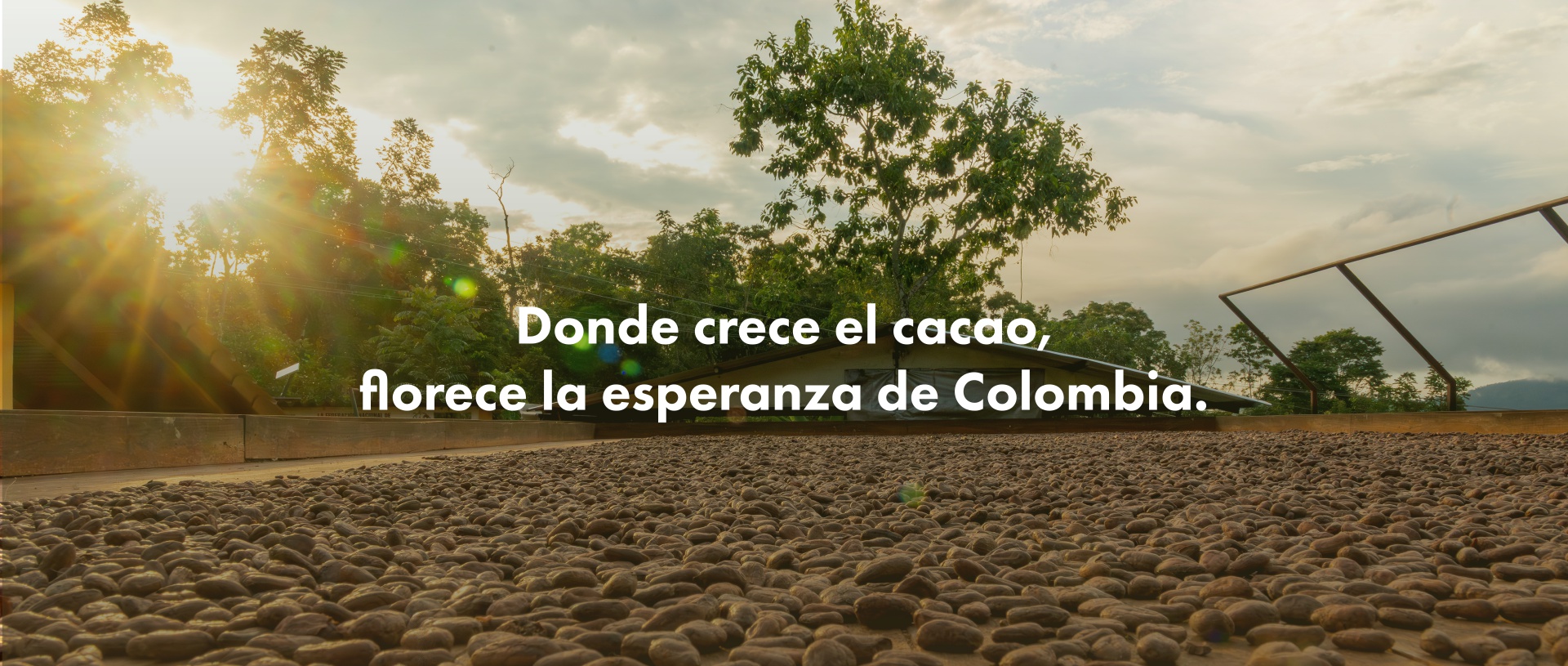Donde crece el cacao, florece la esperanza de Colombia