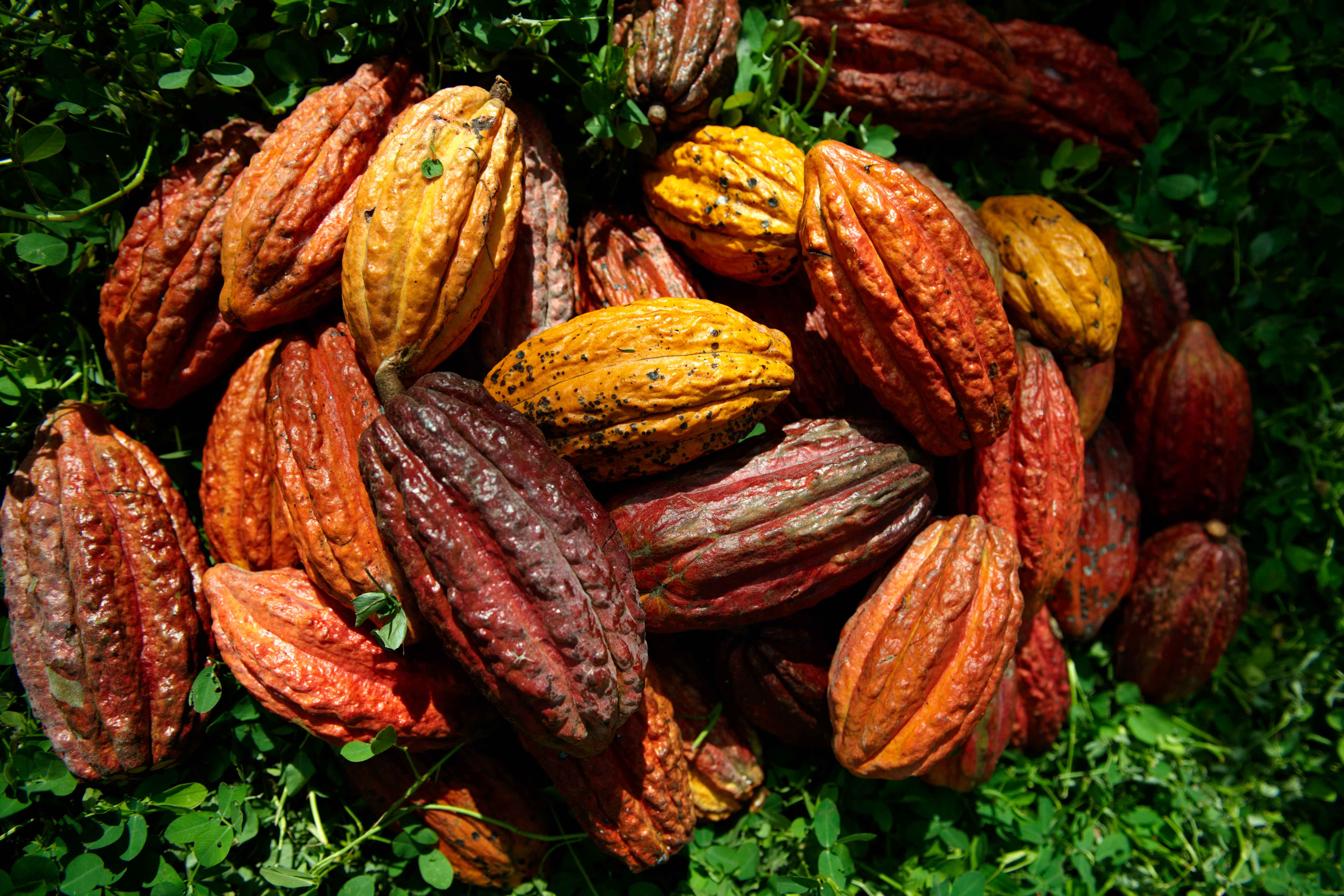 Granos de cacao